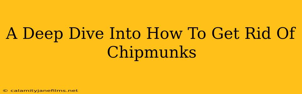 A Deep Dive Into How To Get Rid Of Chipmunks