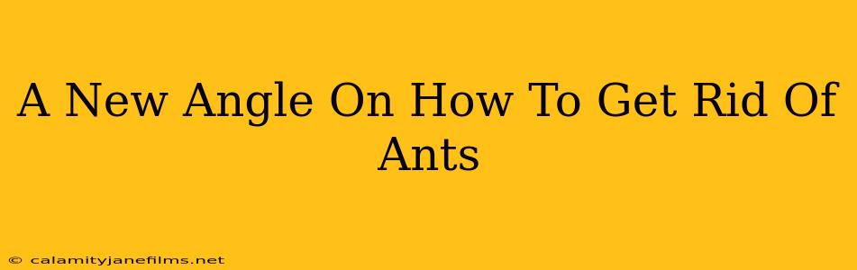 A New Angle On How To Get Rid Of Ants