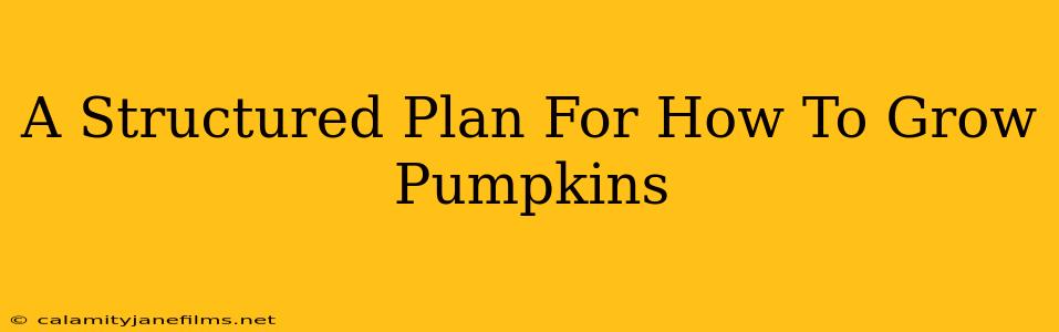 A Structured Plan For How To Grow Pumpkins