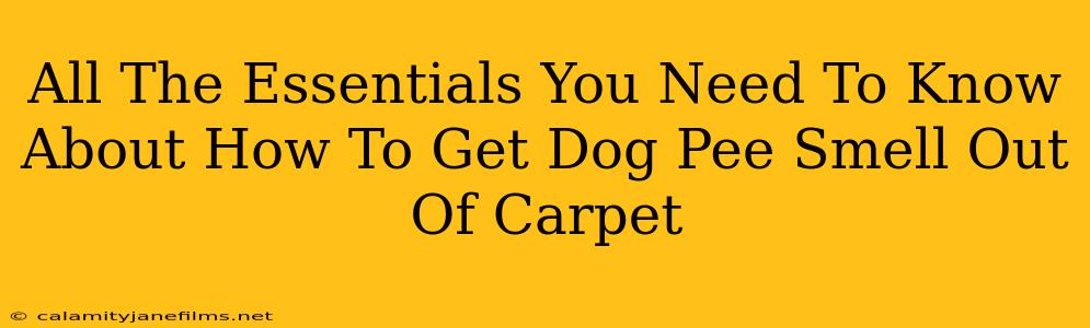 All The Essentials You Need To Know About How To Get Dog Pee Smell Out Of Carpet