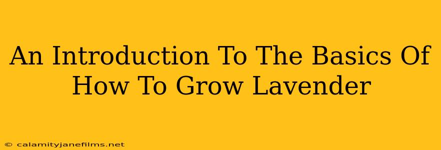 An Introduction To The Basics Of How To Grow Lavender