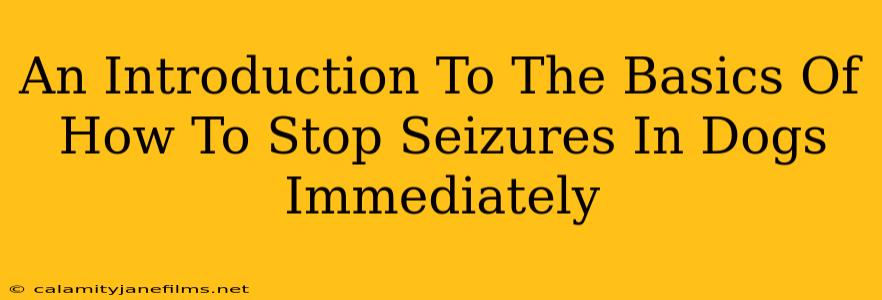 An Introduction To The Basics Of How To Stop Seizures In Dogs Immediately