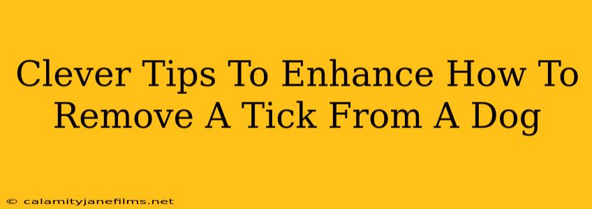 Clever Tips To Enhance How To Remove A Tick From A Dog