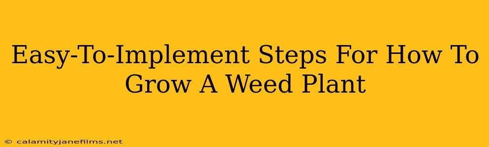 Easy-To-Implement Steps For How To Grow A Weed Plant