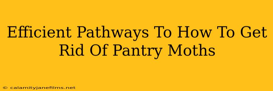 Efficient Pathways To How To Get Rid Of Pantry Moths