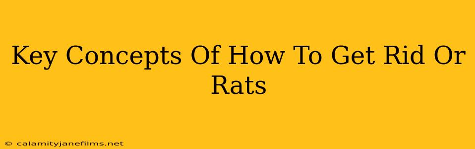 Key Concepts Of How To Get Rid Or Rats