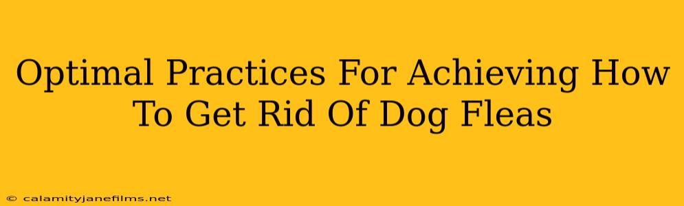 Optimal Practices For Achieving How To Get Rid Of Dog Fleas