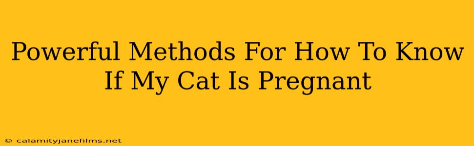 Powerful Methods For How To Know If My Cat Is Pregnant