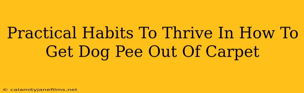 Practical Habits To Thrive In How To Get Dog Pee Out Of Carpet