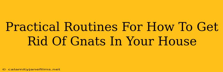 Practical Routines For How To Get Rid Of Gnats In Your House