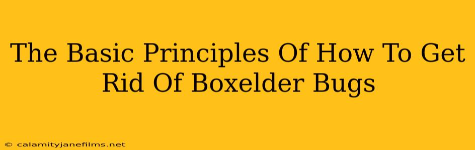 The Basic Principles Of How To Get Rid Of Boxelder Bugs