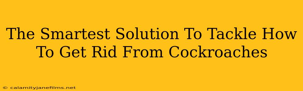 The Smartest Solution To Tackle How To Get Rid From Cockroaches