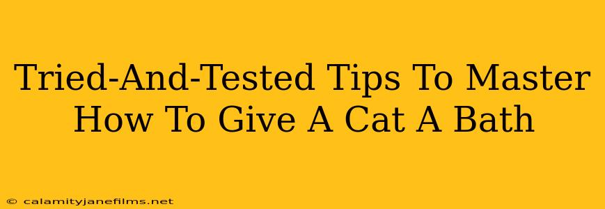 Tried-And-Tested Tips To Master How To Give A Cat A Bath