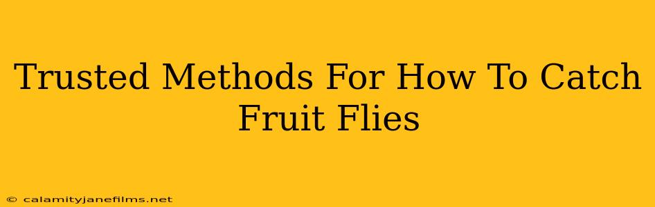 Trusted Methods For How To Catch Fruit Flies