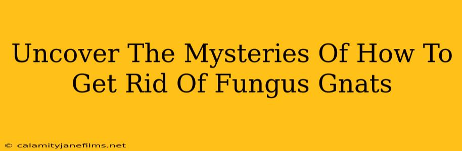 Uncover The Mysteries Of How To Get Rid Of Fungus Gnats