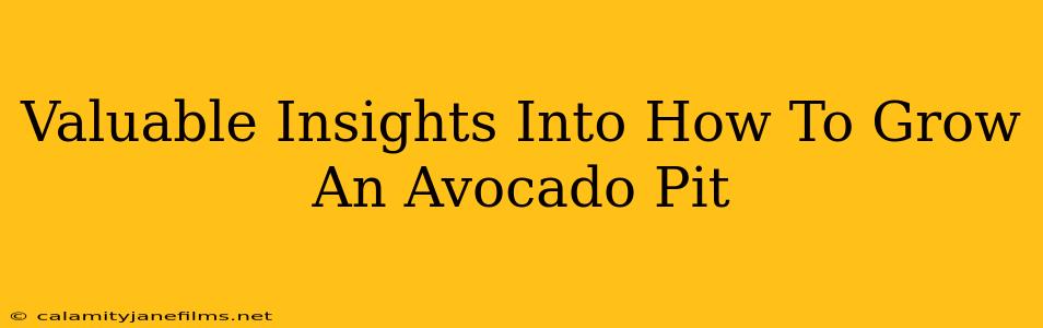 Valuable Insights Into How To Grow An Avocado Pit